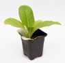 seedling