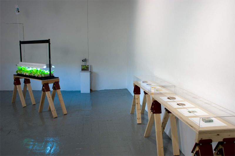 Homegrown installation view